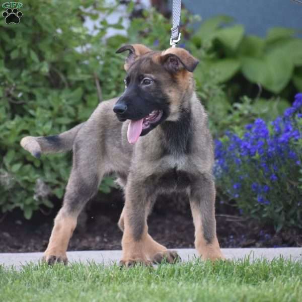 Koptan, German Shepherd Puppy